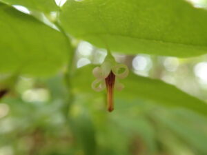 アクシバのくるりと巻いた花びら