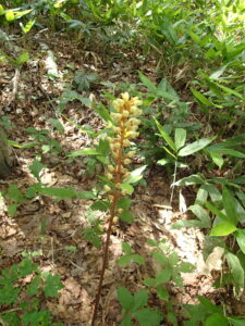 オニノヤガラの黄色い花