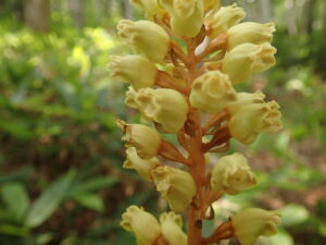 オニノヤガラの黄色い花