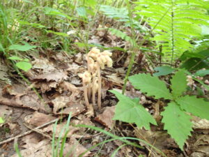 シャクジョウソウの肉色の花