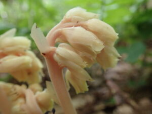 シャクジョウソウの白っぽい花