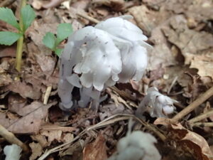 ギンリョウソウの半透明の花