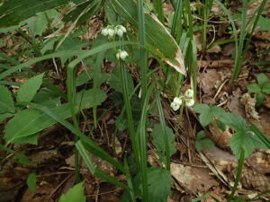 イチヤクソウのコロンとした下向きの花