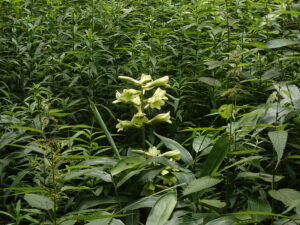 オオウバユリの花