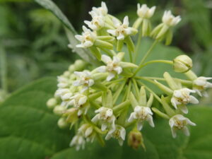 イケマの白い花の塊