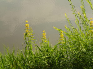 水辺に咲く黄色い花