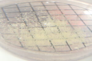 淡い黄いろのトンボの卵