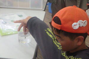 トンボの採卵をする子ども