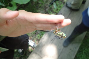 捕まえたトンボ