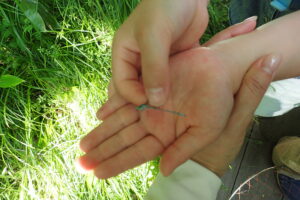 捕まえたトンボ