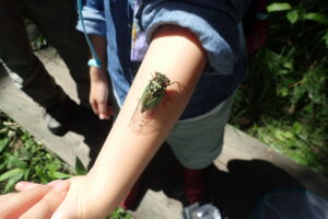 腕にとまるセミ