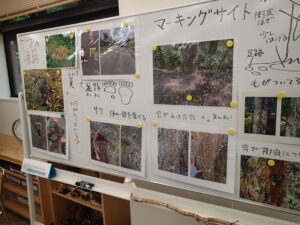 ホワイトボードに展示されたヒグマの資料