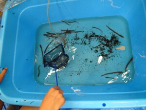 水槽の中のヤツメウナギの幼生