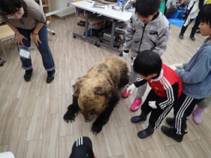 ヒグマの毛皮をかぶってみる子供