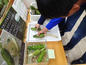 ミズバショウの展示コーナー