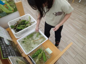 ミズバショウの果実がバラバラになるのを体験する子ども