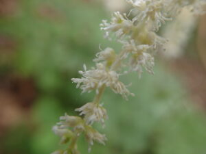 トリアシショウマの花のアップ