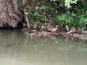 親の後をついて泳ぐマガモのヒナ