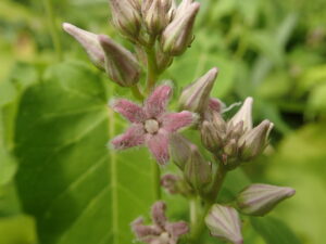 ピンクのフワフワの花