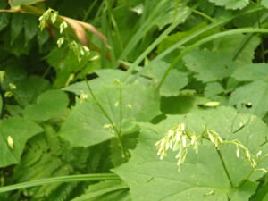 白い小さなつぼみ