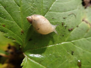 オカモノアラガイ