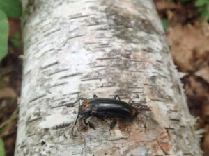 赤と黒の配色のむし