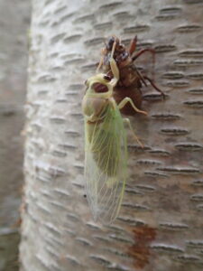 羽化したての淡い緑色のセミ