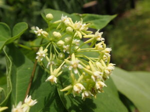 イケマの白い花の集まり