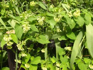 イケマの白い花