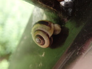 サッポロマイマイ