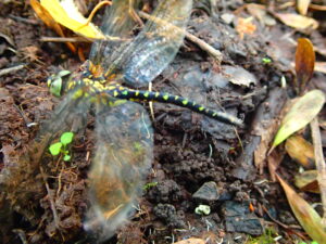 サラサヤンマメス