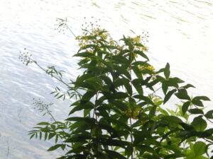 ドクゼリとクサレダマ