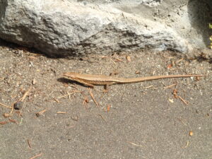 ニホンカナヘビ