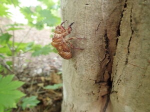 セミの抜け殻