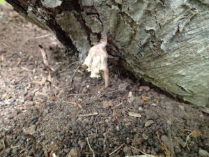 シャクジョウソウの白っぽい花