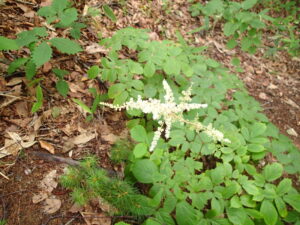 トリアシショウマの白い花
