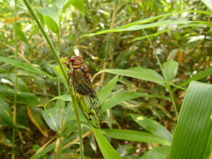 セミの成虫