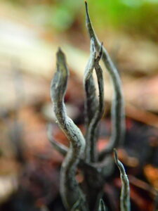 ホソツクシタケ