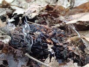 ホソツクシタケ