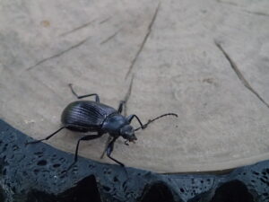 黒い甲虫のキマワリ