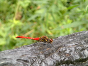 赤いトンボ