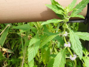 ハッカの薄紫色の花