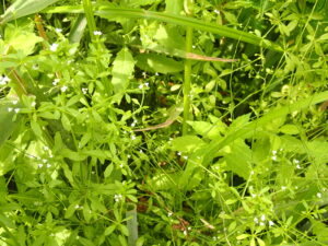 小さな花が細い茎にたくさんついている