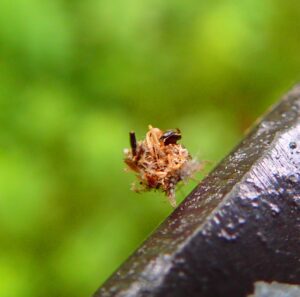 クサカゲロウの幼虫