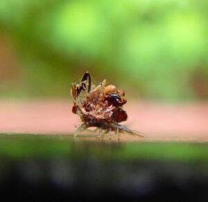 背中にごみをのせている虫