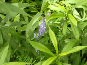 紫色のクサフジ