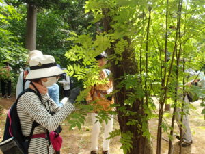 セミの抜け殻を集める参加者