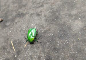 緑色のピカピカの甲虫