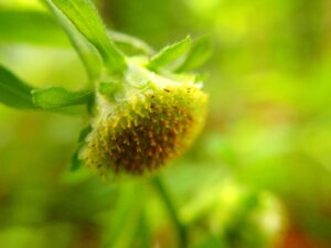 コヤブタバコの花