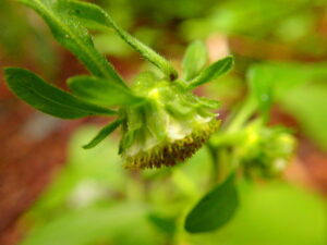 コヤブタバコの花